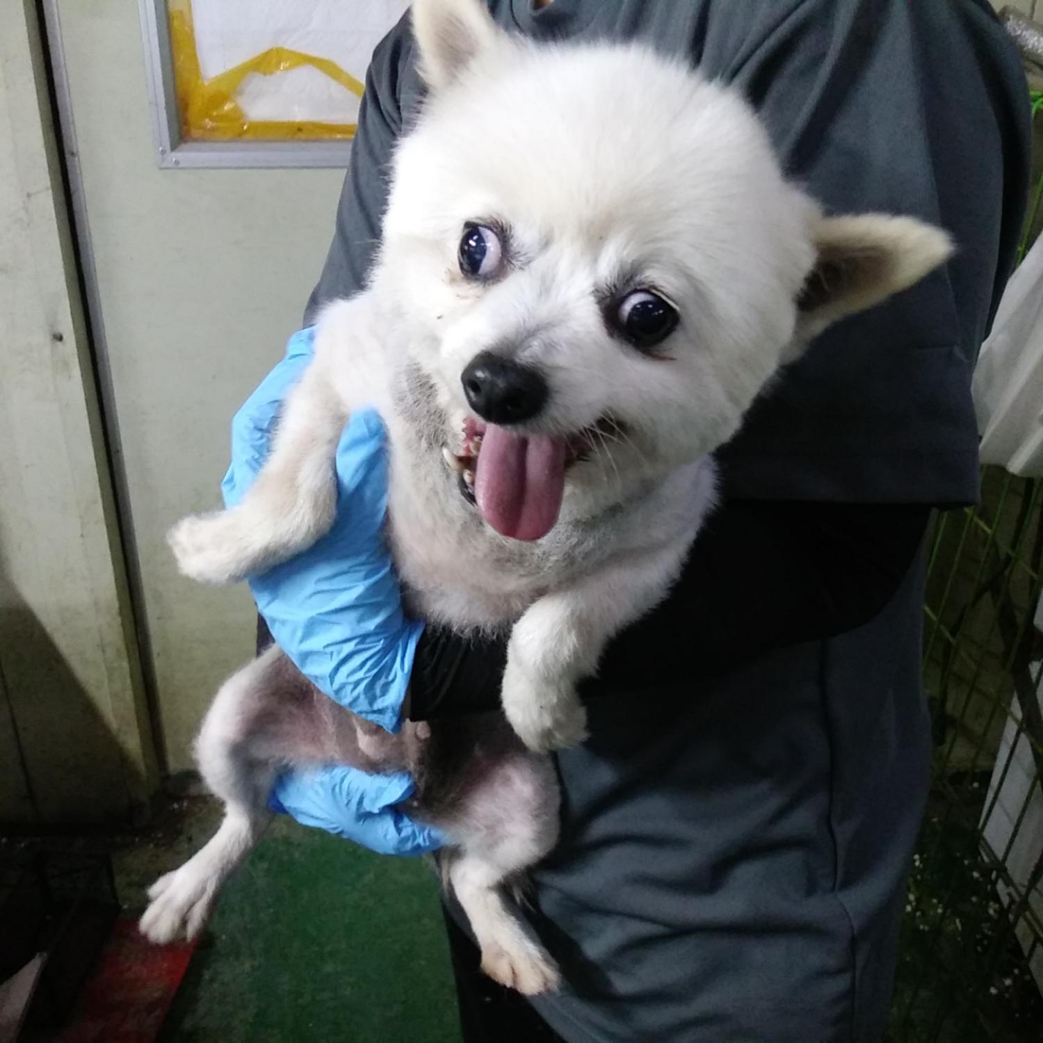 종료(반환) 포메라…
